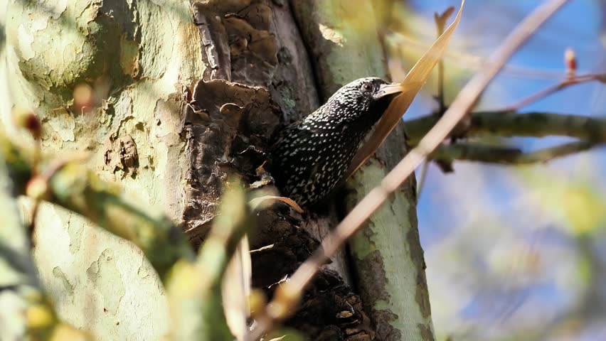 European Starling (Sturnus vulgaris) exits a tree hole nest carrying a twig. This behavior reflects nesting activity during breeding season in a natural woodland setting.