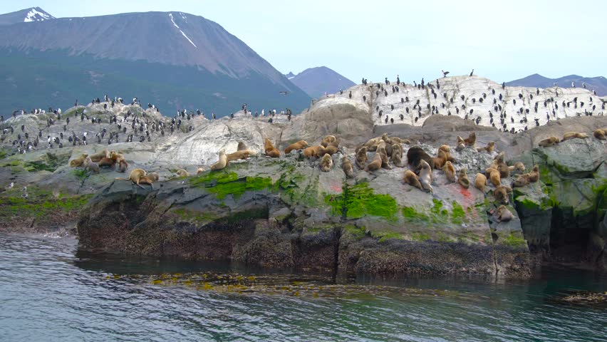 Sea lions and birds rest on a rocky island near Ushuaia, Argentina, surrounded by water and mountains. Aerial drone view.