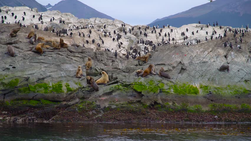 Sea lions, seals, and birds on a rocky island in the Beagle Channel near Ushuaia, Argentina. Aerial drone view.