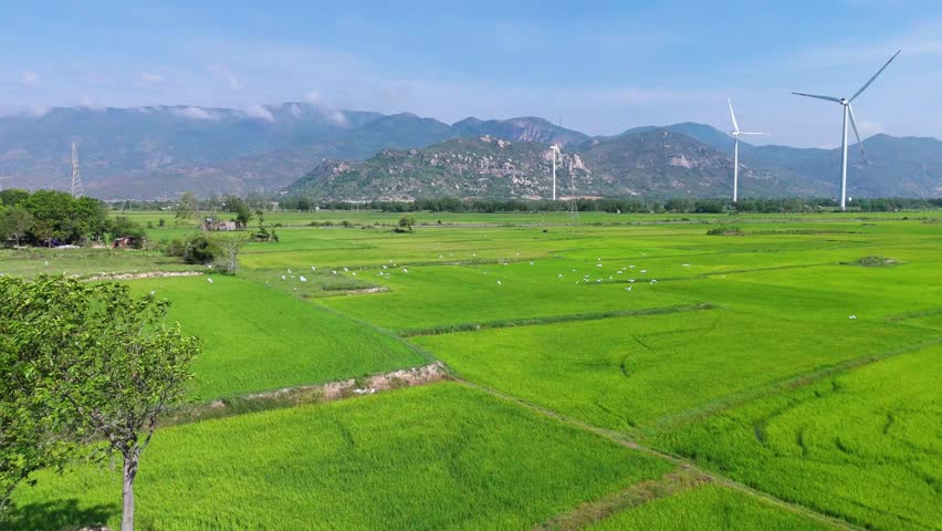 Stunning Ninh Thuan, Vietnam: A lush landscape with rice fields and wind turbines