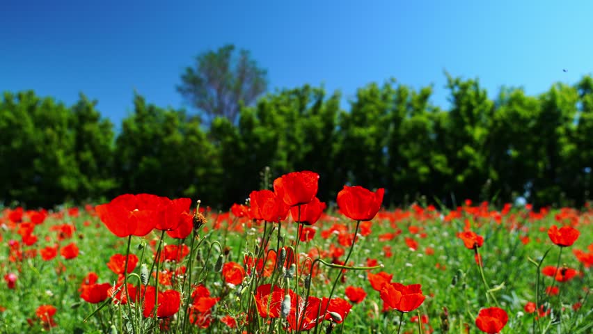 Bright red poppies in the field. Spring time.