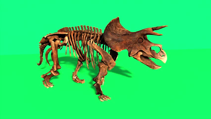 skeleton of a Triceratops, a type of dinosaur.