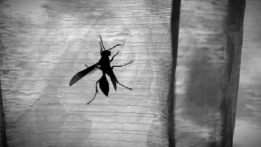 Silhouette of a Wasp Clinging on a Sheer Curtain with Natural Light Background