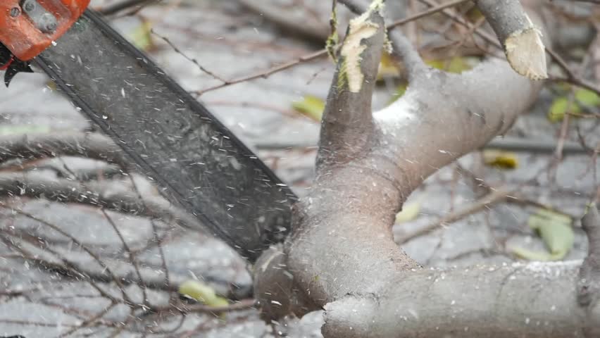 Chain Saw Efficiently Cuts Through Tree Branch During Outdoor Project