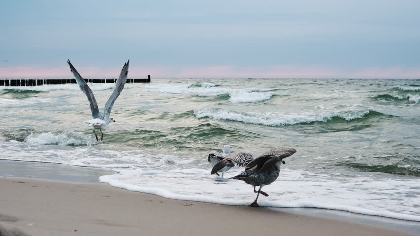 Seagulls Flying Over The Waves Of The Baltic Sea, Flapping Wings In Slow Motion