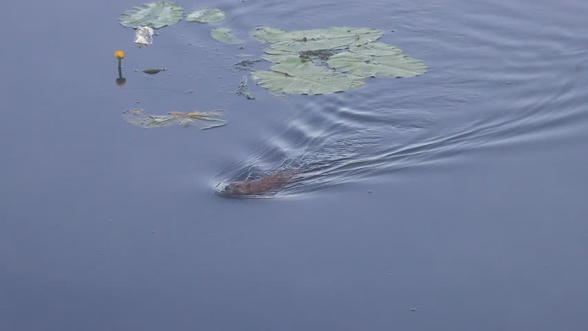 Muskrat swimming near river reeds