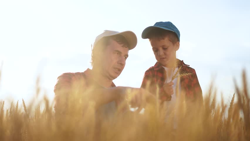 Agriculture. Father and son farmers growing wheat shows teaching agriculture. Family farm farmer concept. Father and child working in a field. lifestyle Father and son working in a field of wheat.