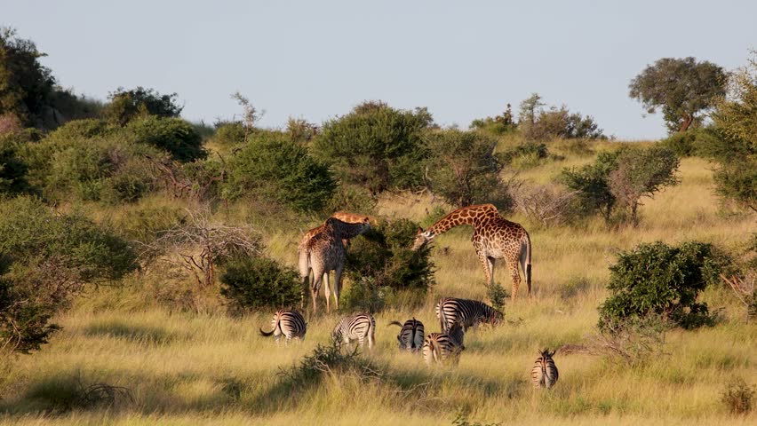 Wide shot of giraffes and zebras grazing together in the African bushveld during golden hour in Satara Kruger National Park