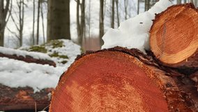 A close-up of a freshly cut log with a bright orange cross-section, partially covered by snow, highlighting the wood texture and growth rings. - Powered by Shutterstock - Get 15% off with code: PIKWIZARD15