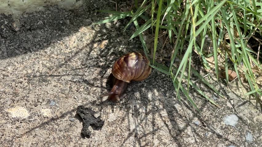 Detailed shot of a large snail crawling on the ground during a sunny day, showcasing slow movement and natural shell texture in an outdoor setting.