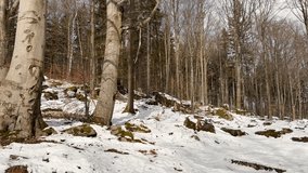 A close-up of a freshly cut log with a bright orange cross-section, partially covered by snow, highlighting the wood texture and growth rings.	
 - Powered by Shutterstock - Get 15% off with code: PIKWIZARD15