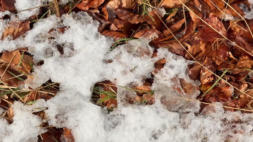 Dry autumn leaves lie on melting snow, symbolizing the transition from winter to spring and the natural cycle of renewal.