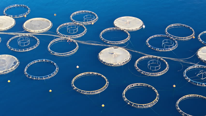 Offshore fish farming facility for salmon in open sea, sustainable aquaculture industry