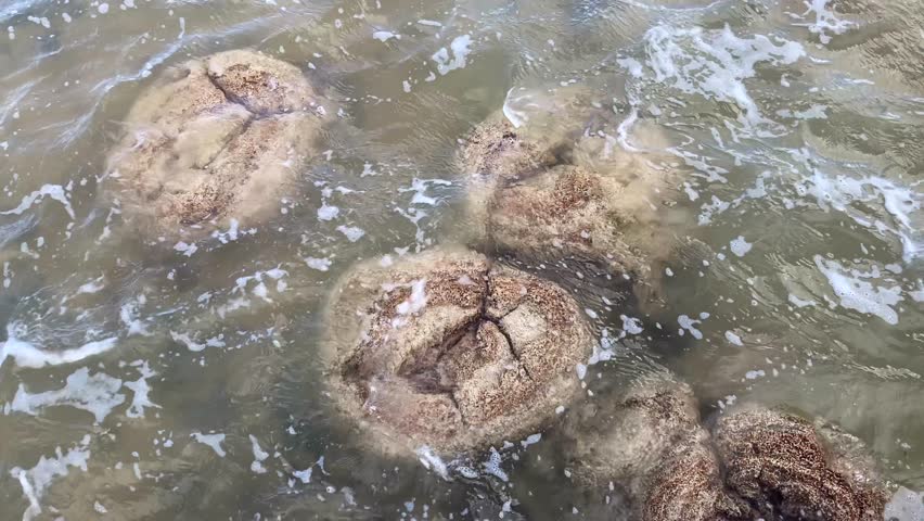 Stromatolites oldest ancient microbial life forms living in Lake Thetis, Western Australia