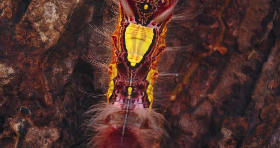 Closeup of a Megalopygidae moth caterpillar crawling slowly across tree bark in Peru’s rainforest.