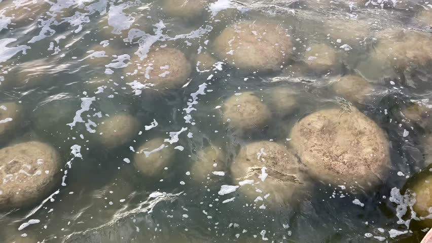 Stromatolites rarest and oldest living fossilized life form in protected environmental zone