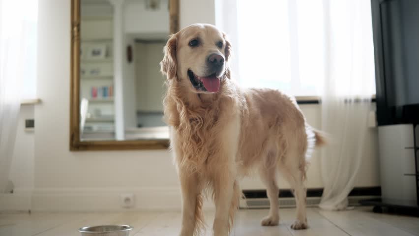 Happy, Joyful Golden Retriever Dog Wagging Its Tail In A Light Kitchen