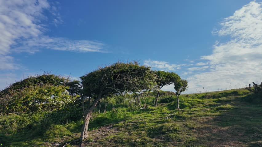 Peaceful scene of bent trees and blooming shrubs on sunny summer day