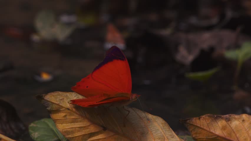 Morning light warms a still orange butterfly which takes off to fly in the lush Peru Amazon jungle.