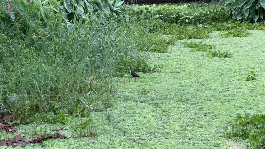 Bird Flying Over a Lush Green Pond Covered in Aquatic Plants
