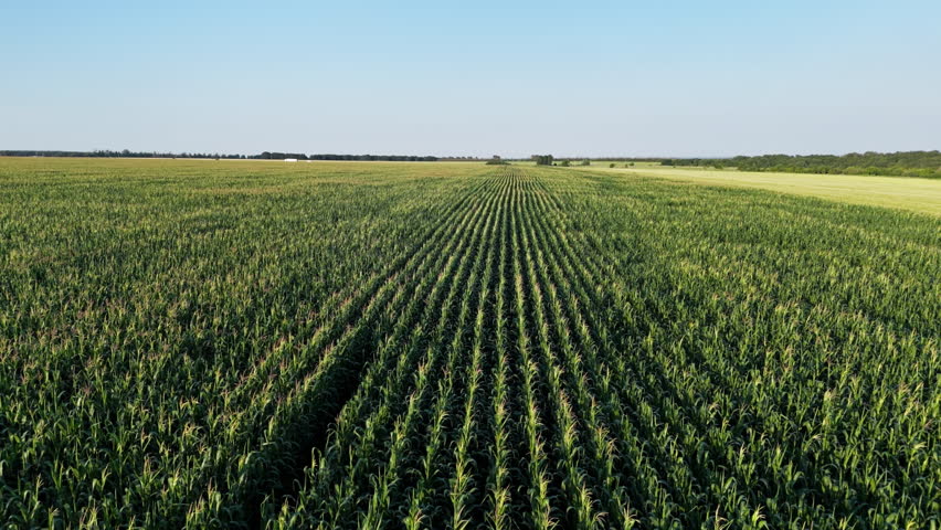 Flight above of countryside landscape with growing Corn Field. Drone shot
