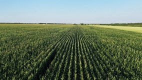 Flight above of countryside landscape with growing Corn Field. Drone shot - Powered by Shutterstock - Get 15% off with code: PIKWIZARD15