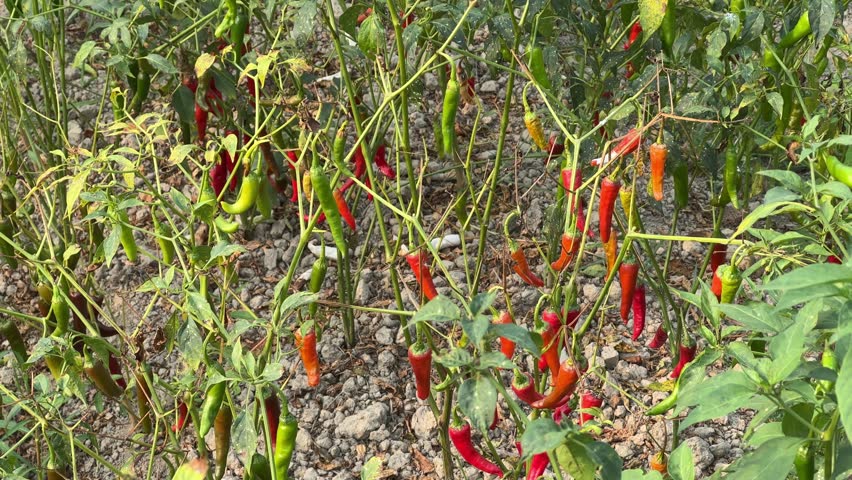 Abundant Harvest of Red and Green Chili Peppers Growing in a Garden