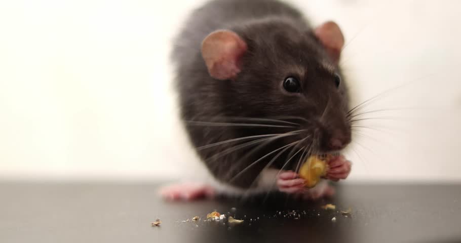 Close-up of domestic white and black pet rat eating bread.