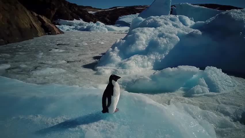 penguin on the iceberg 4k video