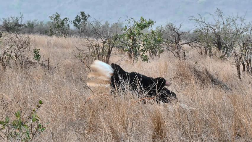 Mesmerizing courtship display of a male ostrich with an elaborate performance to impress a potential mate! He fluffs his feathers, sways rhythmically, and kneels with dramatic flair.