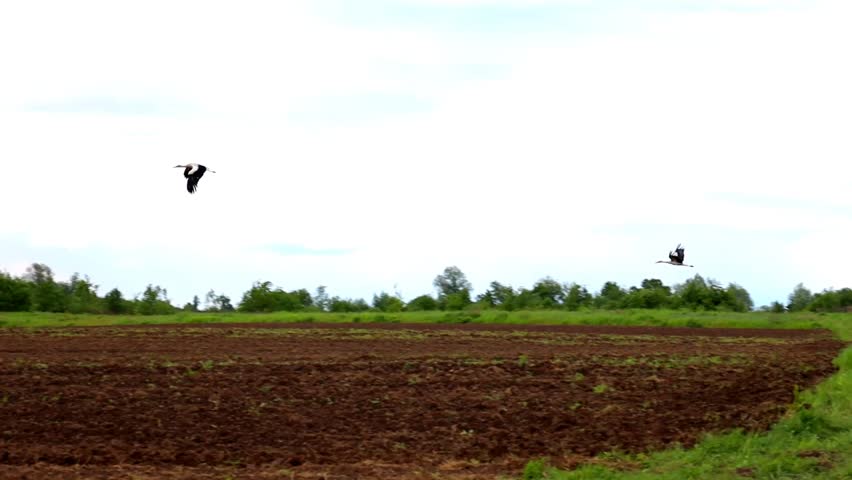 In the spring sky, above a blooming meadow, two storks gracefully soar. Their wings gently cut through the air, while below a colorful carpet of tiny flowers unfolds.