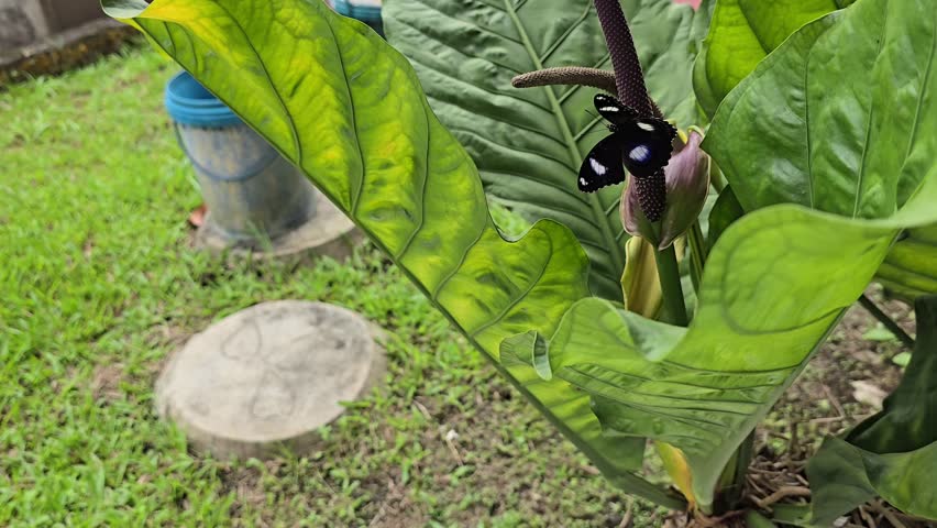 A black-winged butterfly perched on an anthurium flower
