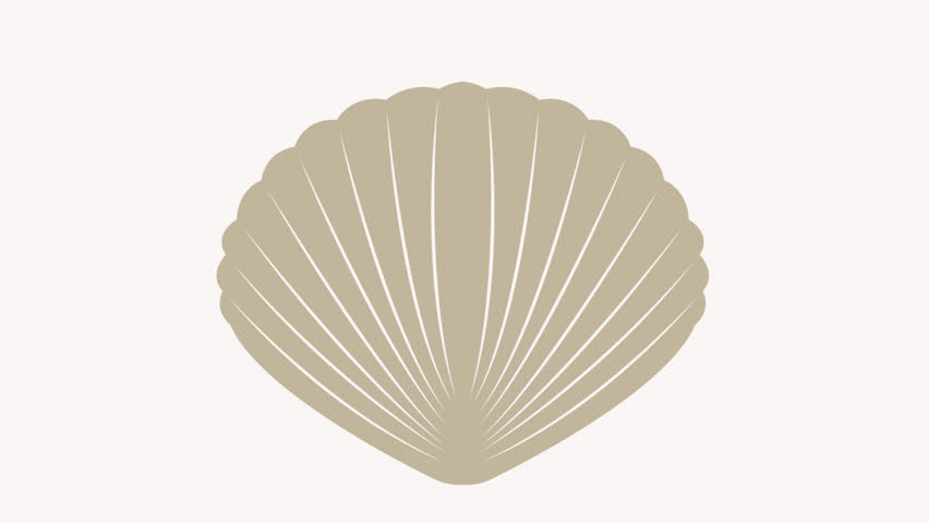 shell icon animation illustration flat