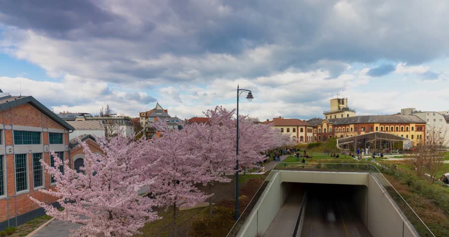 Budapest, Hungary - April 1, 2025: Pink Spring Magic: Cherry Blossoms in Szellkapu Park. Timelapse, slide transition.