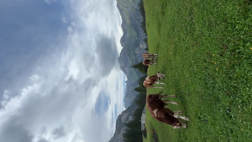 Brown cows grazing on a green pasture in the Swiss Alps.Vertical video