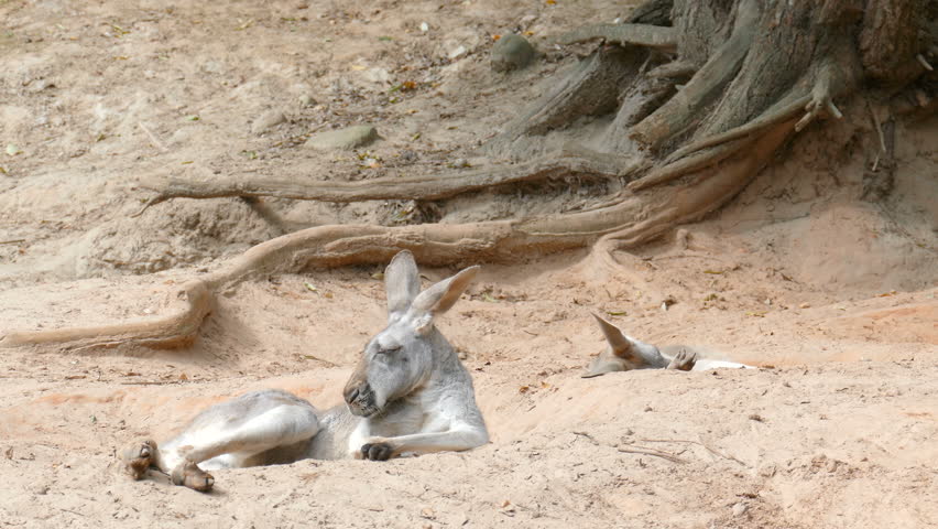 The red kangaroos are resting in shadow. Macropus rufus