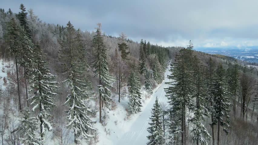 coniferous forest winter mountains drone view