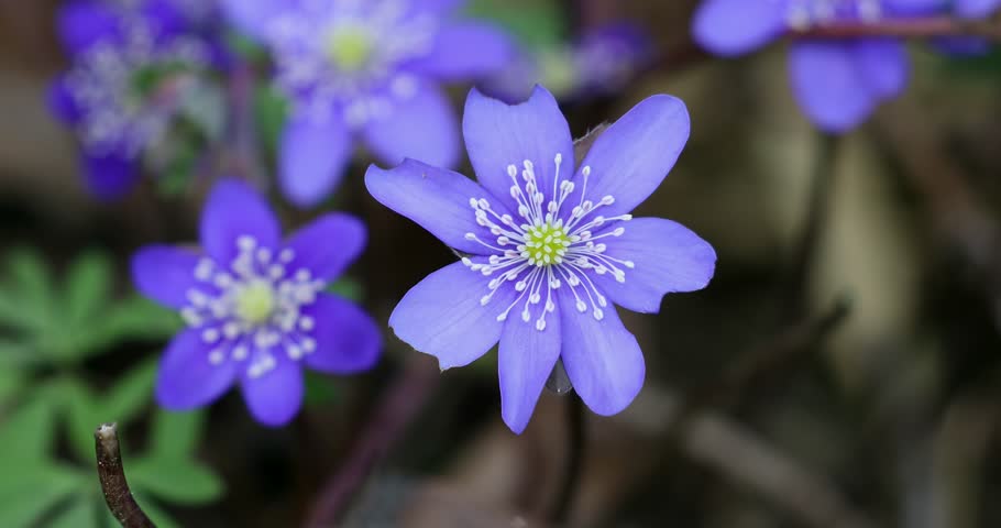 Blooming Blue Hepatica Flower in Wild Nature. Spring Time. Hepatica Nobilis. Beautiful Nature Scene