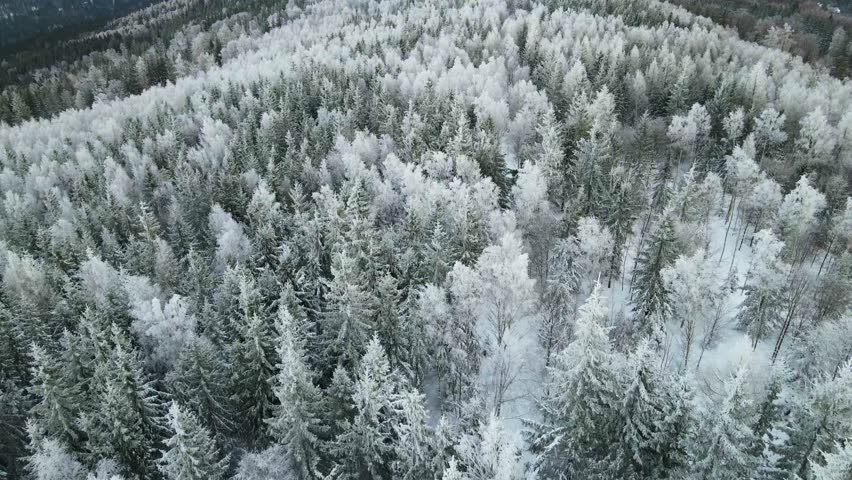 coniferous forest winter mountains drone view