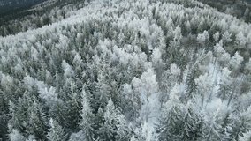 coniferous forest winter mountains drone view - Powered by Shutterstock - Get 15% off with code: PIKWIZARD15