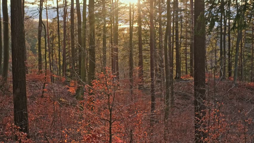 Scenic Highland Forest Landscape Panorama during Golden Hour