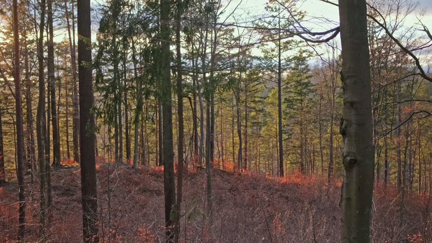 Scenic Highland Forest Landscape Panorama during Golden Hour
