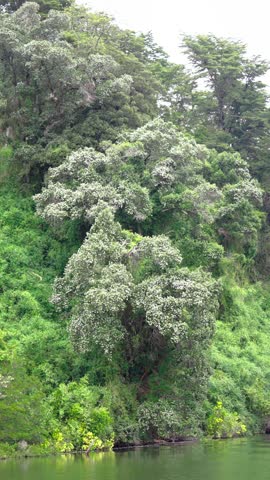 Dense Green Trees by the Lakeside