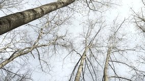 Bare deciduous trees stretch skyward, swaying in early spring gusts, with scattered budding leaves silhouetted against a pale and overcast sky backdrop. - Powered by Shutterstock - Get 15% off with code: PIKWIZARD15