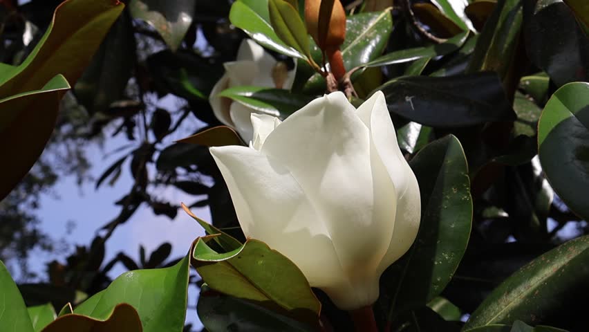 A graceful, cup-shaped white magnolia flower, still half-opened, sways gently in the breeze. Florida, May 7, 2025