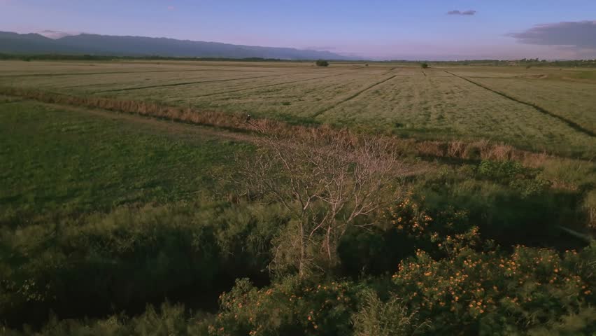 4K aerial footage of a Caracara perched on a dry tree at sunset, with rice fields and mountains in the background. Scenic natural landscape shot by drone.