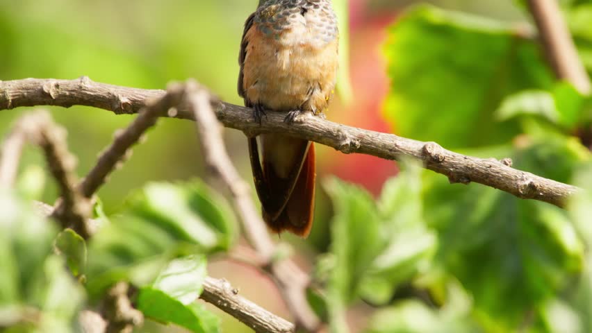 A hummingbird perched on a branch, blurred greenery in the background, capturing nature’s vibrant colors