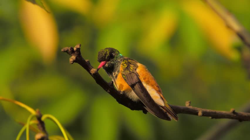 Small bird perched on a branch surrounded by blurred greenery in the background