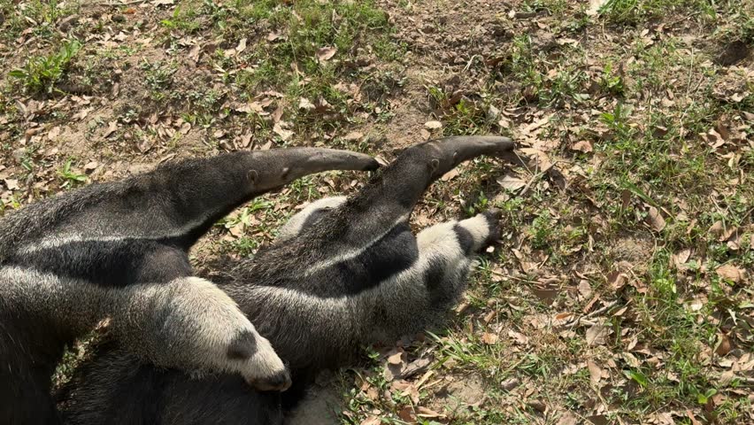 A pair of anteaters during the mating season. Giant Anteater, Myrmecophaga tridactyla, animal with long tail and long nose.