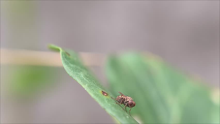 Macro shot of a fly (Drosophila melanogaster) on a bright green leaf.  natural background